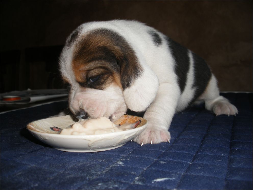 cuccioli amelie-78